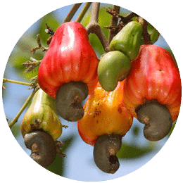 Best micronutrients company in india