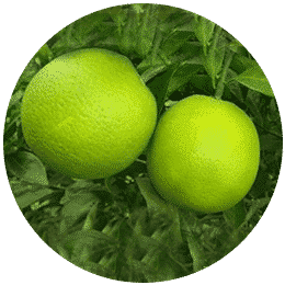 Best micronutrients company in india