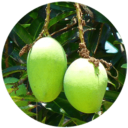 Best micronutrients company in india