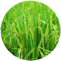 Best micronutrients company in india