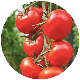 Best micronutrients company in india
