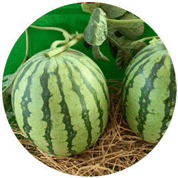 Best micronutrients company in india