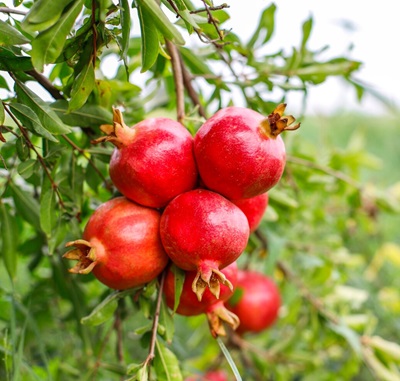 Crops Nutrient Management