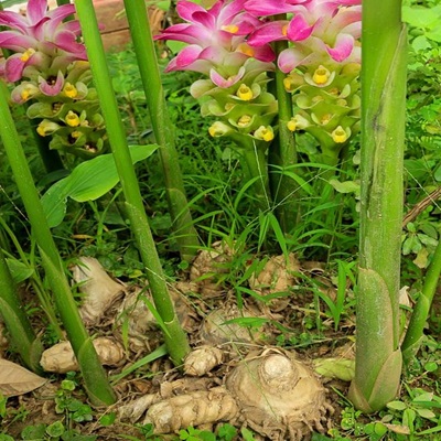 Crops Nutrient Management