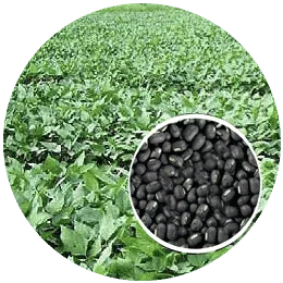 Crops Nutrient Management