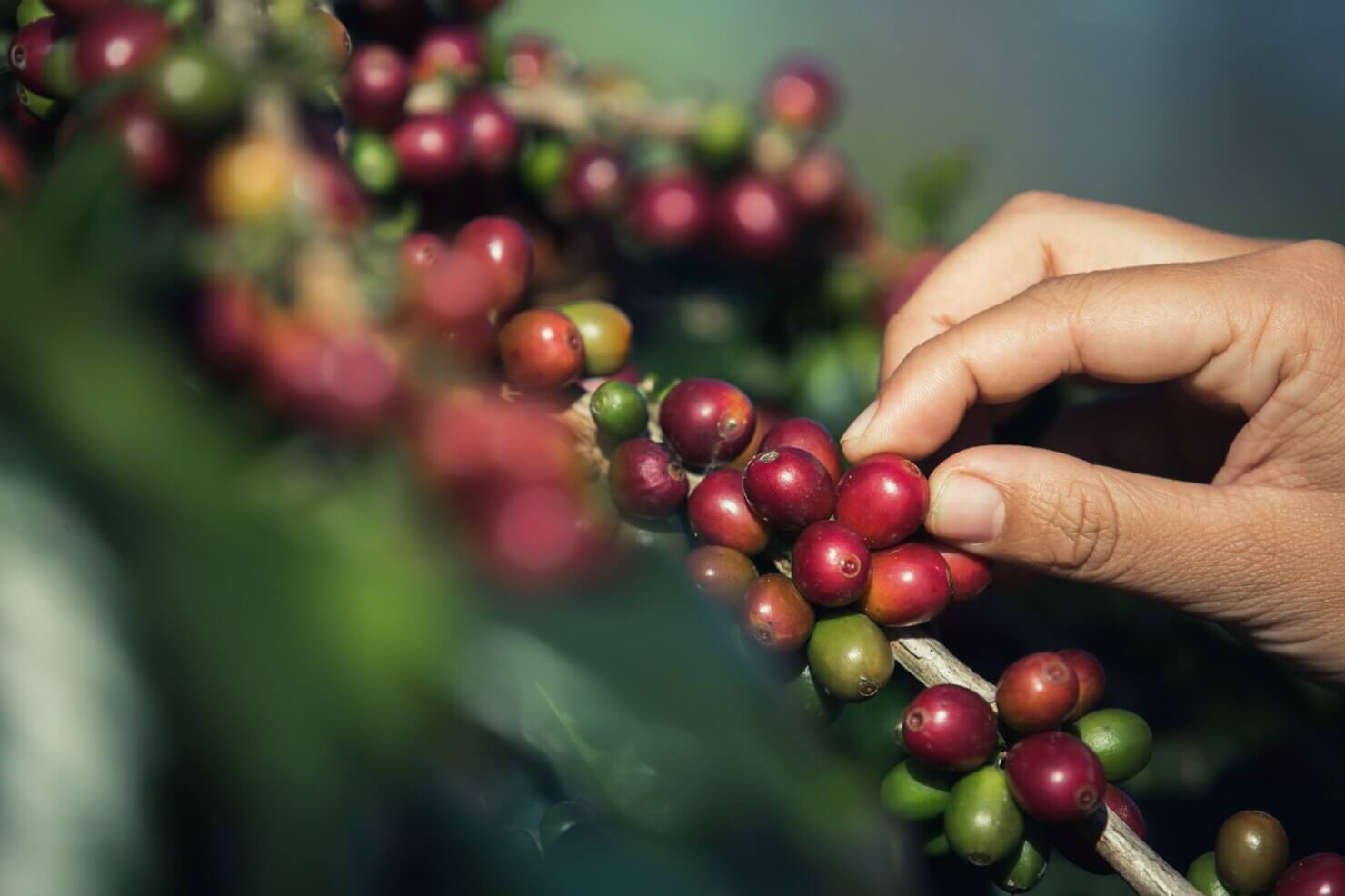 Crops Nutrient Management