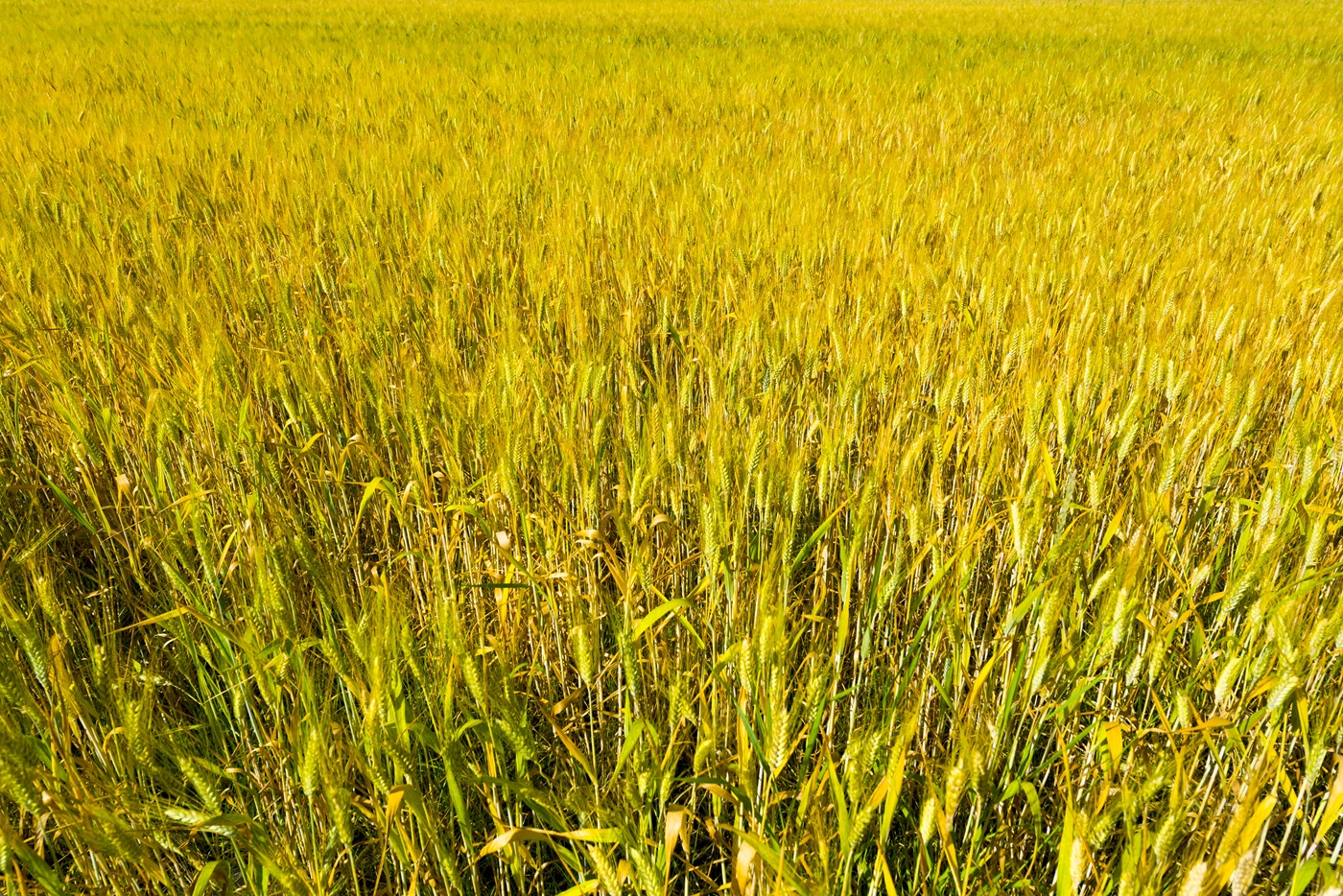 Crops Nutrient Management