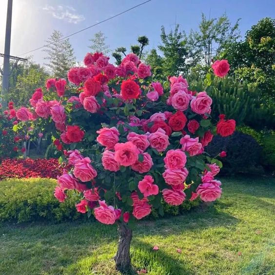 rose crop nutrient management