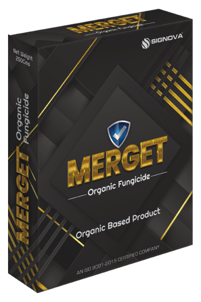 Merget