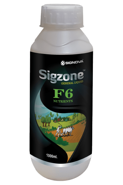 Sigzone-F6